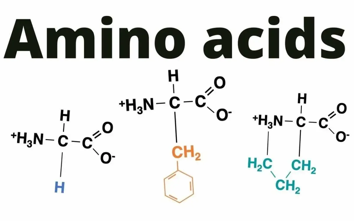 Aminoácidos: O Que é, Para Que Serve, Tipos e Como Tomar